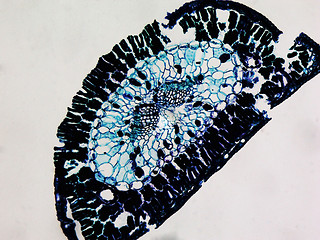 Image showing Pine leaf micrograph