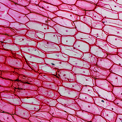 Image showing Onion epidermus micrograph