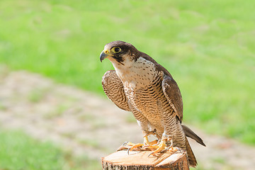 Image showing Trained domesticated for hunt raptor bird hawk or falcon