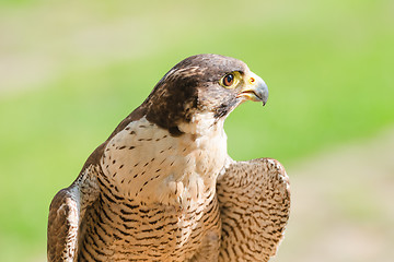 Image showing Portrait of the fastest wild bird of prey falcon or hawk