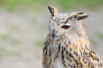 Image showing Night silent hunter horned owl with ear-tufts