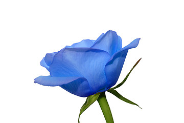 Image showing Blue rose