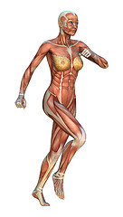 Image showing Muscle Maps