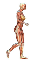 Image showing Muscle Maps