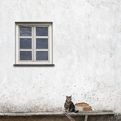 Image showing cat sitting on the bench