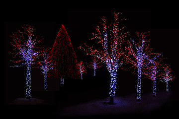 Image showing Illuminated trees at night 