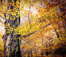 Image showing Fall in public park