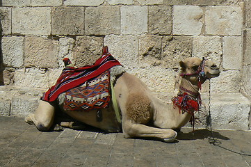 Image showing Photo of a camel with a stone wall background