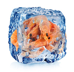 Image showing Shrimps in ice cube