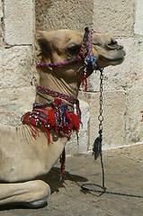 Image showing Photo of a camel with a stone wall background