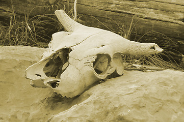 Image showing Skull