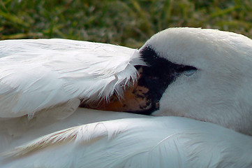 Image showing Sleeping swan