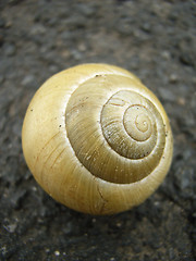 Image showing Snail-Shell Closeup