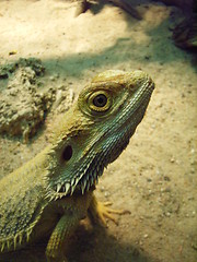 Image showing Bearded Dragon Closeup