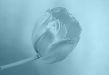 Image showing Blue tulip