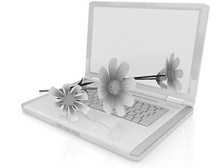 Image showing cosmos flower on laptop