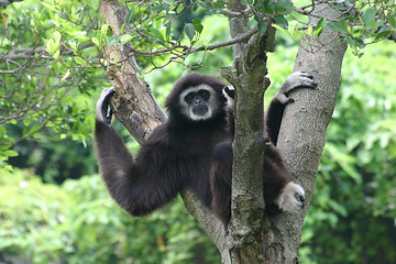 Image showing Waving sloth