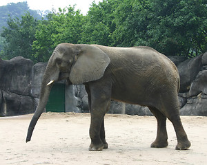 Image showing African elephant