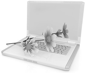 Image showing cosmos flower on laptop