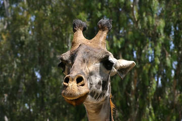 Image showing Giraffe