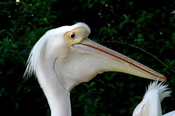 Image showing White pelican in profile