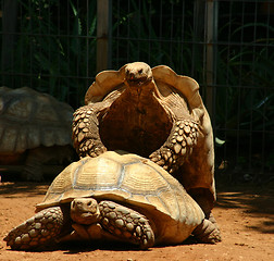 Image showing Couple of great turtles