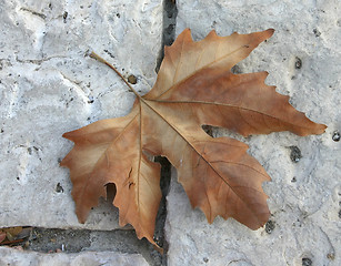 Image showing Dry maple leaf