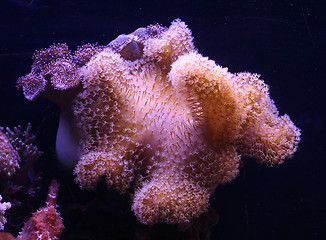 Image showing Sea creature