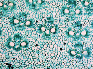 Image showing Bamboo stem micrograph