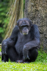 Image showing Common Chimpanzee