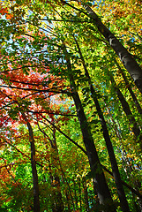 Image showing Fall forest