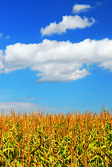 Image showing Corn field