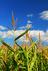 Image showing Corn field