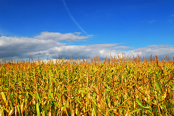 Image showing Corn field