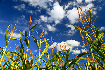 Image showing Corn field