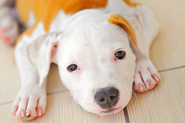 Image showing  American Staffordshire Terrier dog