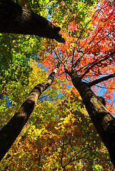 Image showing Fall forest