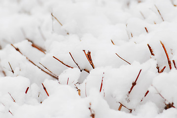 Image showing Snow covered shrubs