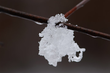 Image showing Snow on a branch