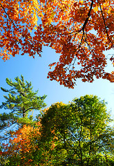 Image showing Autumn trees