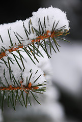 Image showing Snowy spruce branches