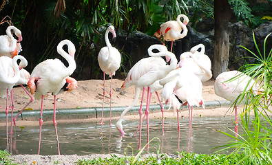 Image showing pink flamingos