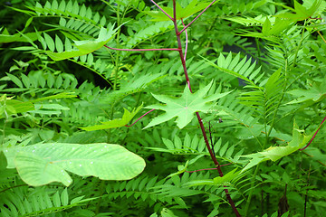 Image showing fern background