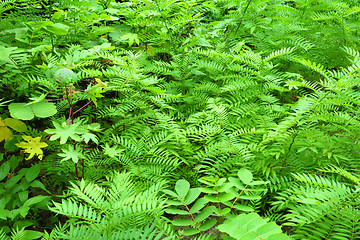 Image showing fern background