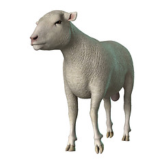 Image showing Sheep on White
