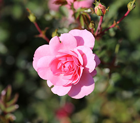 Image showing Roses in the garden