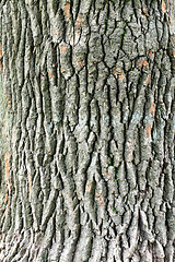 Image showing oak bark