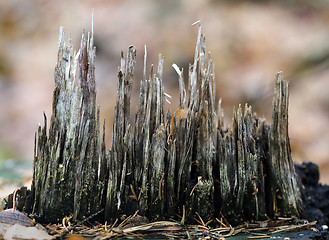 Image showing wood chips