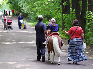 Image showing horse beautiful