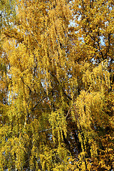 Image showing birch leaves